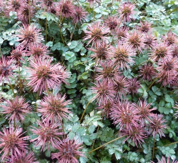 ACAENA microphylla 'Dichte Matte'