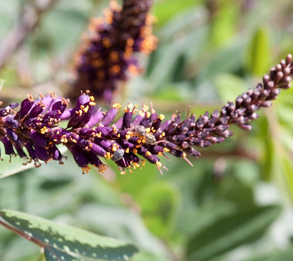 AMORPHA canescens - Faux indigo