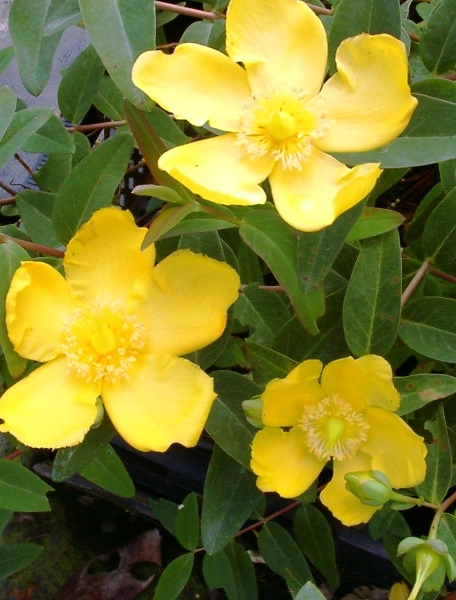 HYPERICUM dummeri 'Peter Dummer' - Millepertuis 'Peter Dummer'