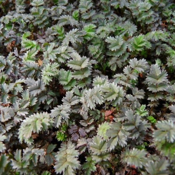 ACAENA 'Blue Haze' - Lampourde
