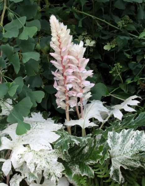 ACANTHUS 'WhiteWater'® - Acanthe