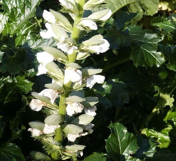 ACANTHUS mollis 'Jeff Albus' - Acanthe à feuilles molles 'Jeff Albus'