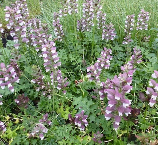 ACANTHUS 'Morning's Candle' - Acanthe 'Morning's Candle'