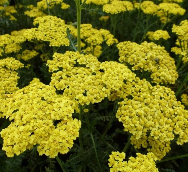 ACHILLEA filipendulina 'Helios' - Achillée 'Helios'