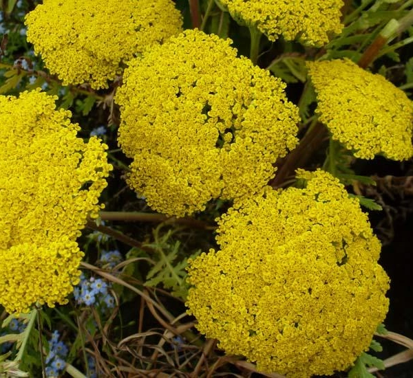 ACHILLEA filipendulina 'Parker's Variety' - Achillée 'Parker's Variety'