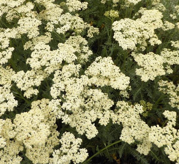 ACHILLEA filipendulina 'Alabaster' - Achillée 'Alabaster'