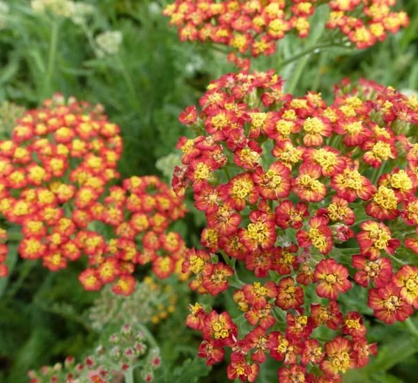 ACHILLEA 'Feuerland' - Achillée 'Feuerland'
