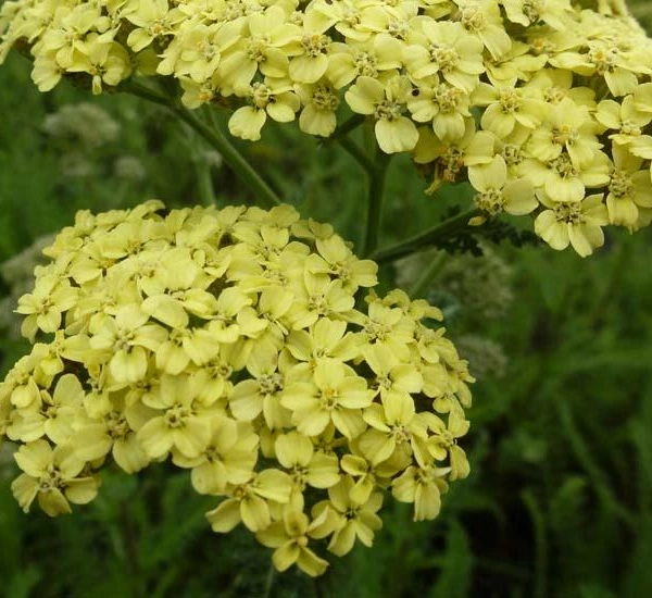 ACHILLEA 'Hella Glashoff' - Achillée 'Hella Glashoff'