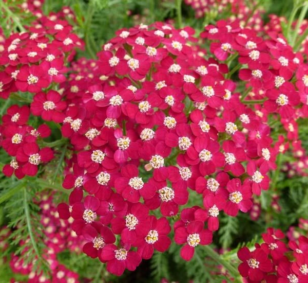 ACHILLEA 'Petra'