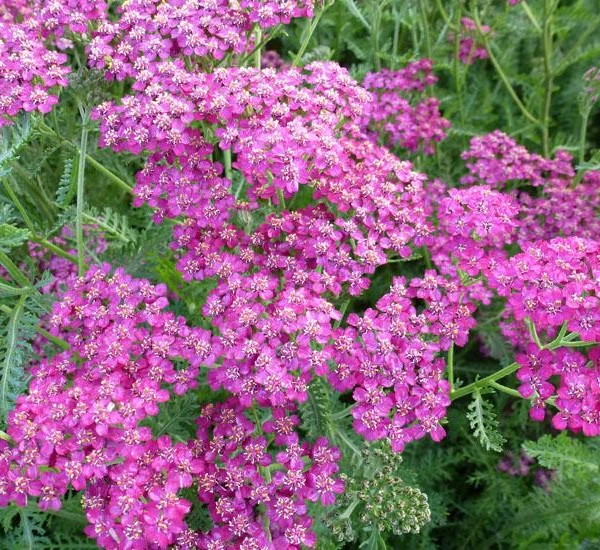 ACHILLEA 'Velour' - Achillée 'Velour'