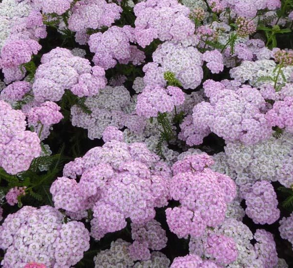 ACHILLEA millefolium 'Apfelblüte'