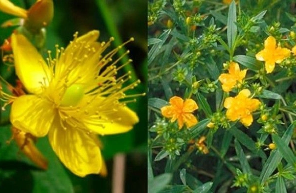 HYPERICUM kalmianum 'Gemo' - Millepertuis de Kalmian 'Gemo'