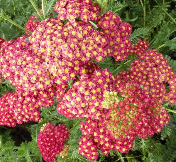 ACHILLEA 'Fanal' - Achillée 'Fanal'