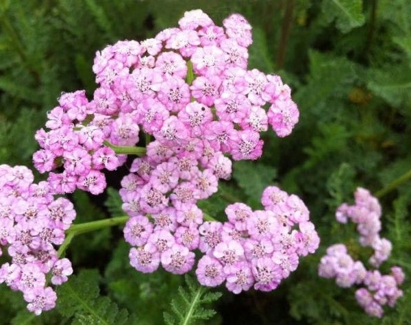 ACHILLEA millefolium 'Jacqueline' - Achillée 'Jacqueline'