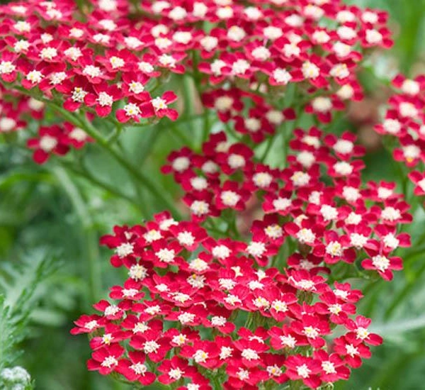 ACHILLEA millefolium 'Peggy Sue'® - Achillée 'Peggy Sue'®