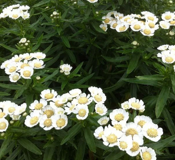 ACHILLEA ptarmica 'Nana Compacta' - Achillée, Bouton d'argent naine