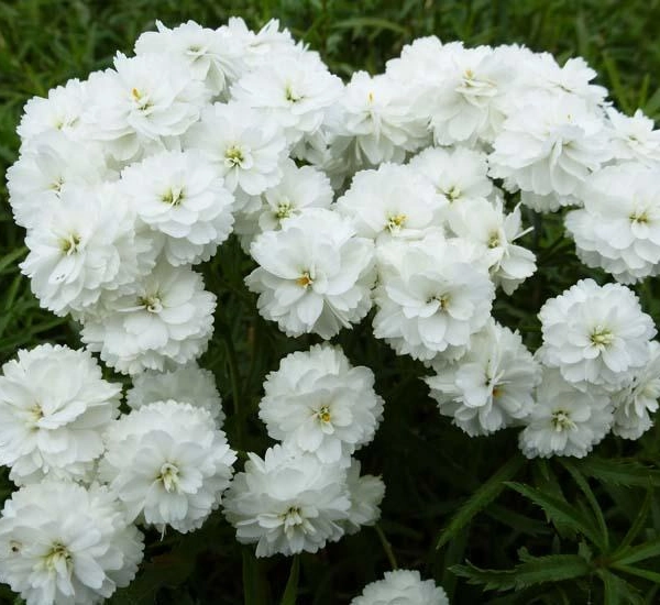ACHILLEA ptarmica 'Perry's White' - Achillée, Bouton d'argent