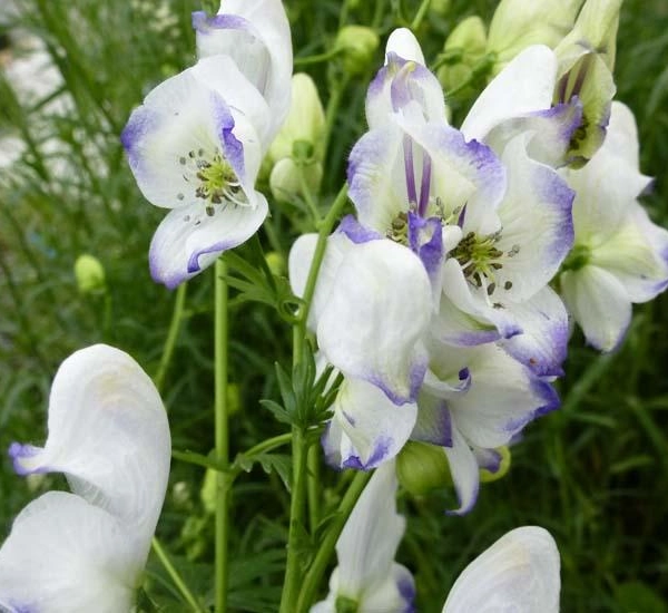 ACONITUM 'Eleonora' - Aconit
