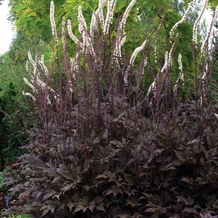 ACTAEA simplex 'Black Negligee' / CIMICIFUGA 'Black Negligee' - Cimicifuga