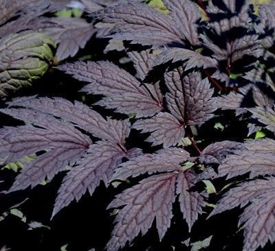 ACTAEA simplex 'Carbonella' / CIMICIFUGA 'Carbonella'