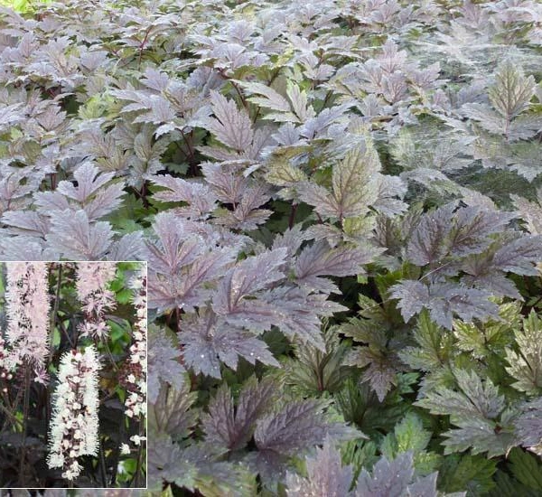 ACTAEA simplex 'Chocoholic' / CIMICIFUGA 'Chocoholic'