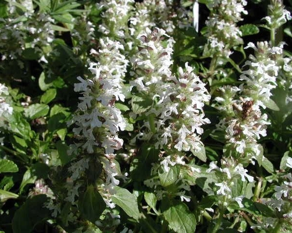 AJUGA reptans 'Alba' - Bugle rampant
