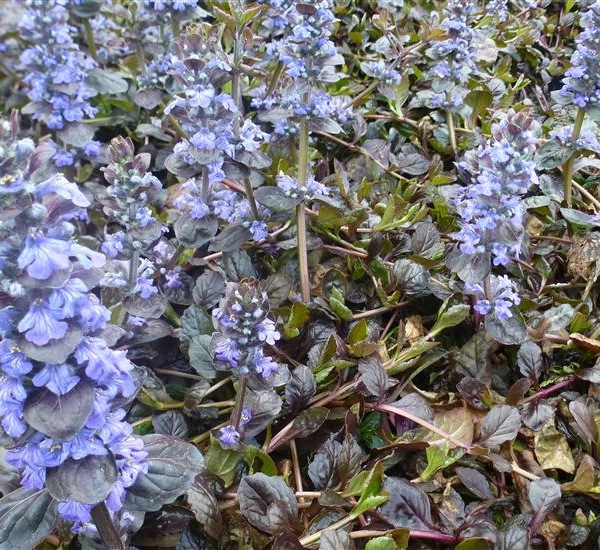 AJUGA reptans 'Evening Glow' - Bugle rampant