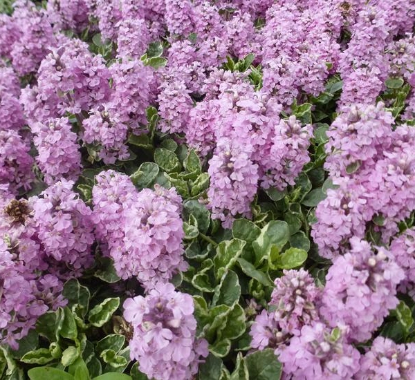 AJUGA reptans 'Pink Lightning' - Bugle rampant