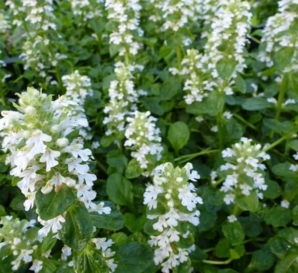 AJUGA reptans 'Sanne' - Bugle rampant