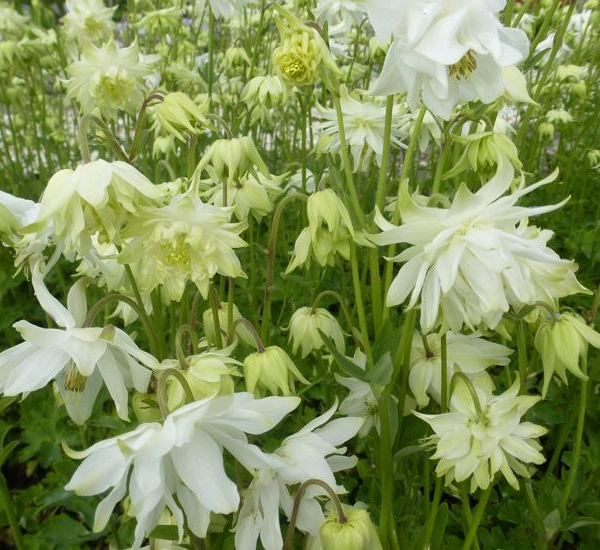 AQUILEGIA vulgaris 'White Barlow'