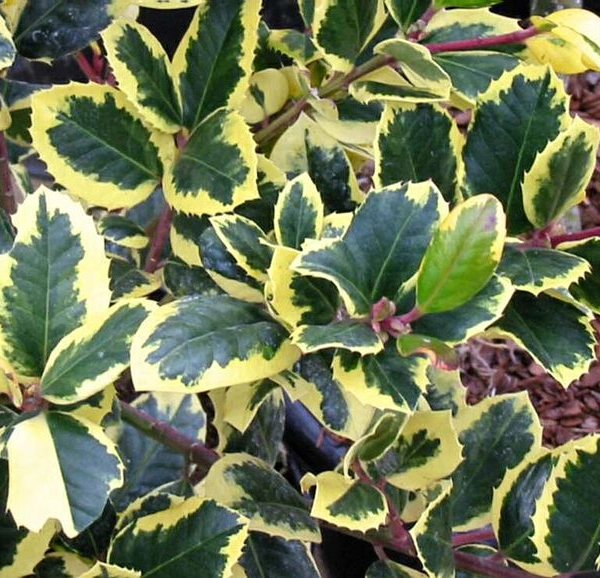 ILEX altaclerensis 'Golden King' - Houx 'Golden King'