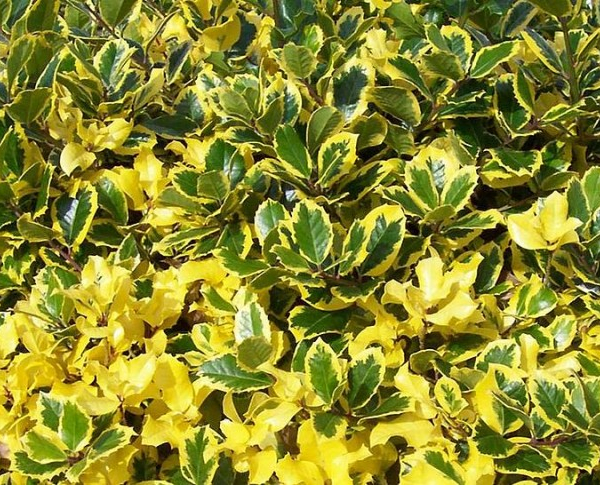 ILEX aquifolium 'Golden Van Tol' - Houx 'Golden van Tol'