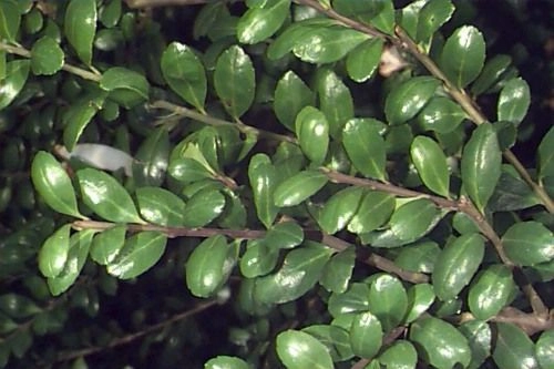 ILEX crenata 'Convexa' - Houx crenelé à feuilles convexes