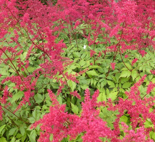 ASTILBE arendsii 'Spinell' - Astilbe d'Arend's 'Spinell'