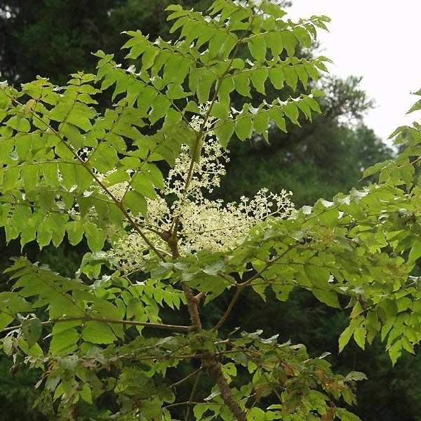ARALIA elata - Angélique en arbre du Japon