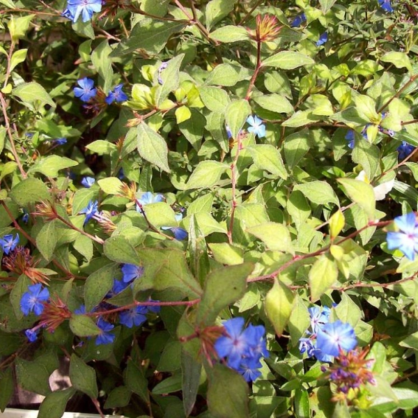 CERATOSTIGMA griffithii - Plumbago de L'himalaya