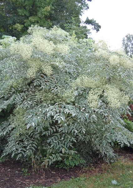 ARALIA elata 'Siler Ombrella' - Angélique en Arbre