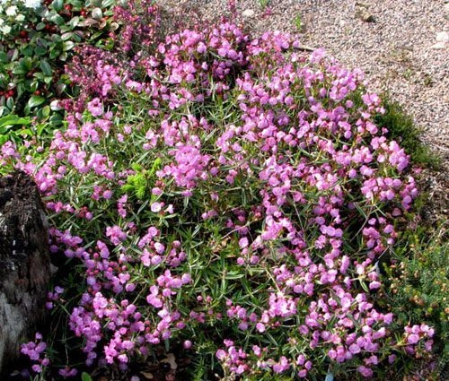KALMIA polifolia - Laurier américain polifolia