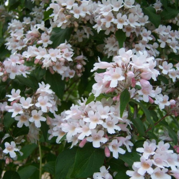 KOLKWITZIA amabilis 'Pink Cloud'