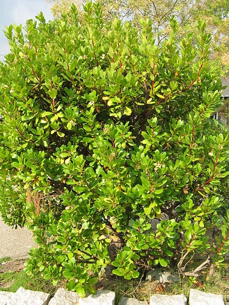 ARBUTUS unedo - Arbre aux fraises