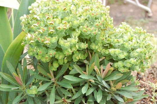 EUPHORBIA martinii 'Baby Charm' - Euphorbia