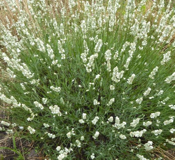 LAVANDULA angustifolia 'Alba'
