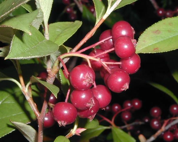 ARONIA arbutifolia - Aronie à feuilles d'arbousier