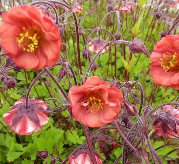 GEUM rivale 'Flames of Passion'® - Benoîte