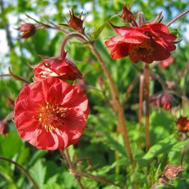GEUM rivale 'Flames of Passion'® - Benoîte
