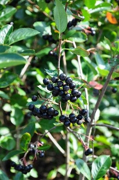 ARONIA melanocarpa - Aronie à fruits noirs