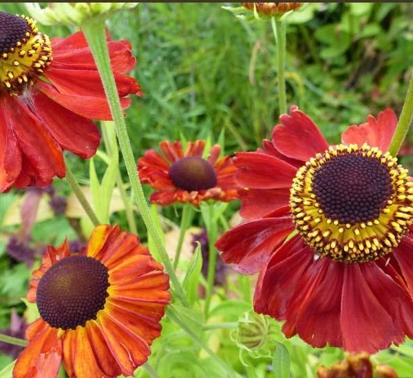 HELENIUM 'Red Army'