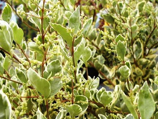 LIGUSTRUM ovalifolium 'Argenteum' - Troène de Californie à feuilles panachées