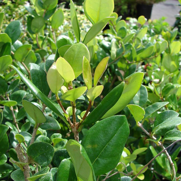LIGUSTRUM japonicum 'Texanum' - Troène du japon à feuilles persistantes 'Texanum'