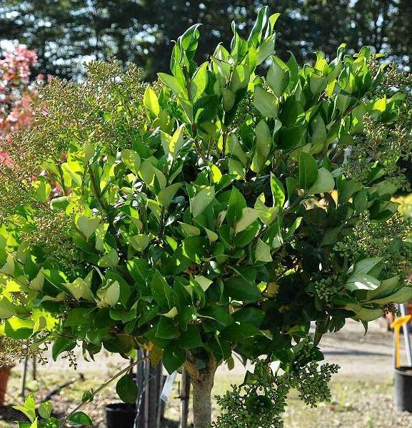LIGUSTRUM japonicum 'Texanum' - Troène du japon à feuilles persistantes 'Texanum'